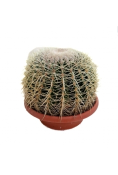 ECHINOCACTUS GRUSONII C-25...