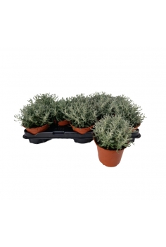 SANTOLINA C-13 (20cm)...