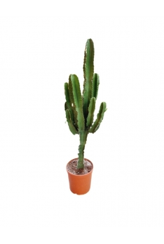 EUPHORBIA RAMIFICADA 5L...