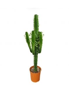EUPHORBIA RAMIFICADA 10L...