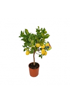 LIMONERO C-20 (alt:...