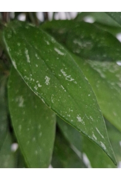 HOYA SILVER TUTOR C-17... 2