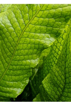 CROCODYLLUS MICROSORUM... 2