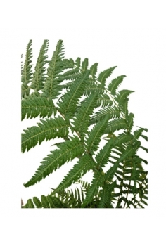 DICKSONIA ANTARTICA C-26... 2