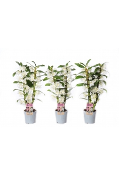 DENDROBIUM BLANCO C-12 /...