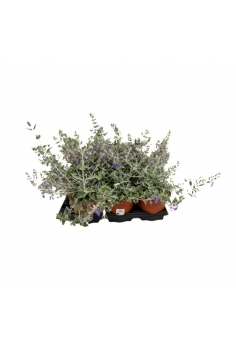 TEUCRIUM 2.5L (35-40cm)...