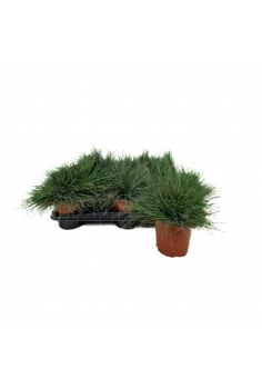 FESTUCA C-13 (alt: 20cm)... 2