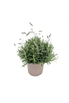 LAVANDULA DENTATA 5L (alt:...
