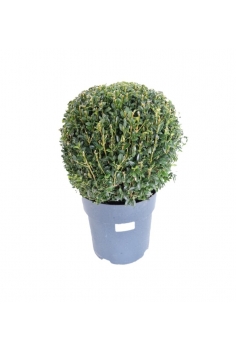 BUXUS BOLA C-23...