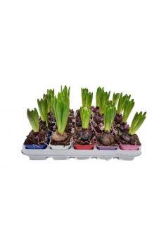 HYACINTHUS MIX C-5 (alt:...