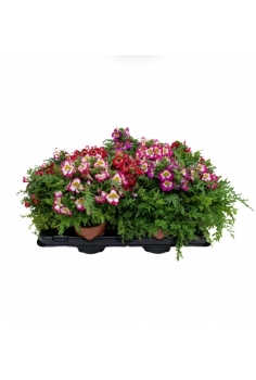 SCHIZANTHUS C-13 mix...