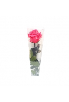 ROSA PRESERVADA FUCSIA...