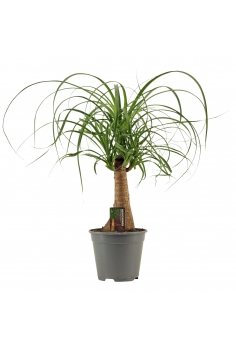 BEAUCARNIA RECURVATA C-14...