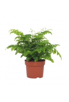 ADIANTUM C-12 (alt: 35cm)...