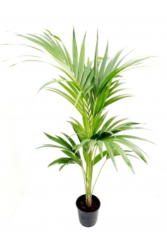 KENTIA C-17 (100cm)...