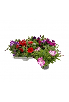 SURFINIA MIX C-13 (20cm)...