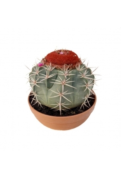 MELOCACTUS C-20 (diam:...