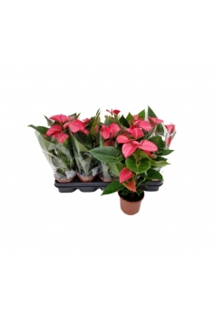 ANTHURIUM ROSA C-12 (alt:...