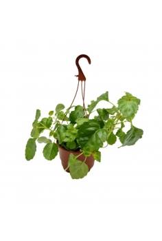 PLECTATUM C-18 (alt: 30cm)...