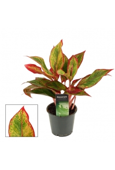 AGLAONEMA CRETE C-12 (alt:...