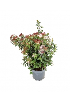 VIBURNUM TINUS 10L (alt:...