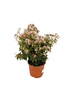 VIBURNUM TINUS 5L (alt:...