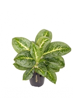 AGLAONEMA LEMON MINT C-12...