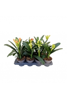 CLIVIA C-13 (alt: 35cm)...