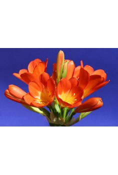CLIVIA C-13 (alt: 35cm)... 2