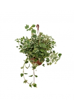 PLECTATUM INCIENSO C-18...