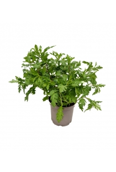 MARGARITA YAYA 5L (alt:...