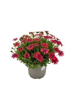 DIMORPHOTECA ROJA 5L (alt:...