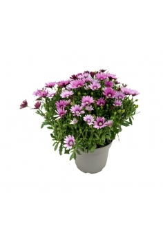 DIMORPHOTECA ROSA 5L (alt:...