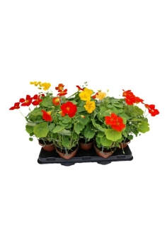 CAPUCHINA (Tropaeolum) C-13...