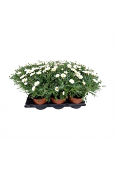 MARGARITA 3L (35cm)...