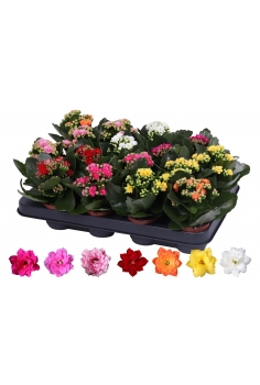 KALANCHOE DOBLE MINI C-7...