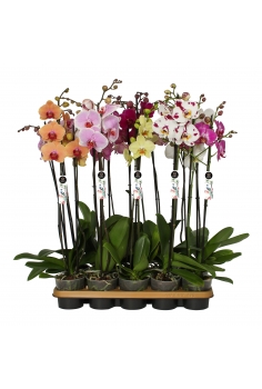 A-PHALAENOPSIS MIX C-12 (2...
