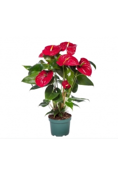 ANTHURIUM ROJO C-17 (alt:...