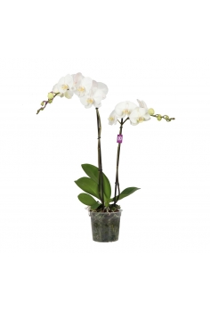PHALAENOPSIS BLANCO C-15 /...