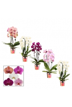 PHALAENOPSIS CASCADA MIX...