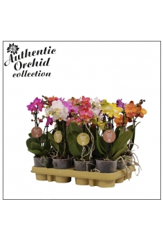 PHALAENOPSIS MINI MIX C-9...