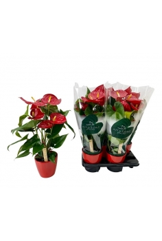 ANTHURIUM CERÁMICA MIX C-12...