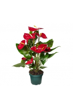 ANTHURIUM TURENZA C-14...