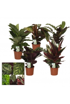 CALATHEA MIX C-14 (alt:...