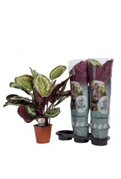 CALATHEA MEDALLION C-19...