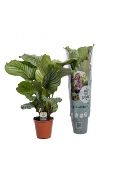 CALATHEA ORBIFOLIA C-19...