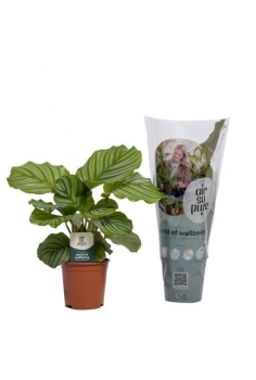 CALATHEA ORBIFOLIA C-14...