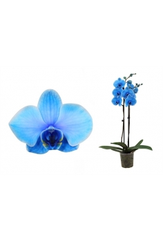 PHALAENOPSIS AZÚL TINTADO...