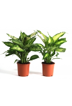 DIFFENBAQUIA MIX C-12 (alt:...