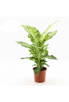 DIEFEMBAQUIA MARS C-17...